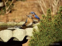 Eastern Bluebirds on Bird Bath